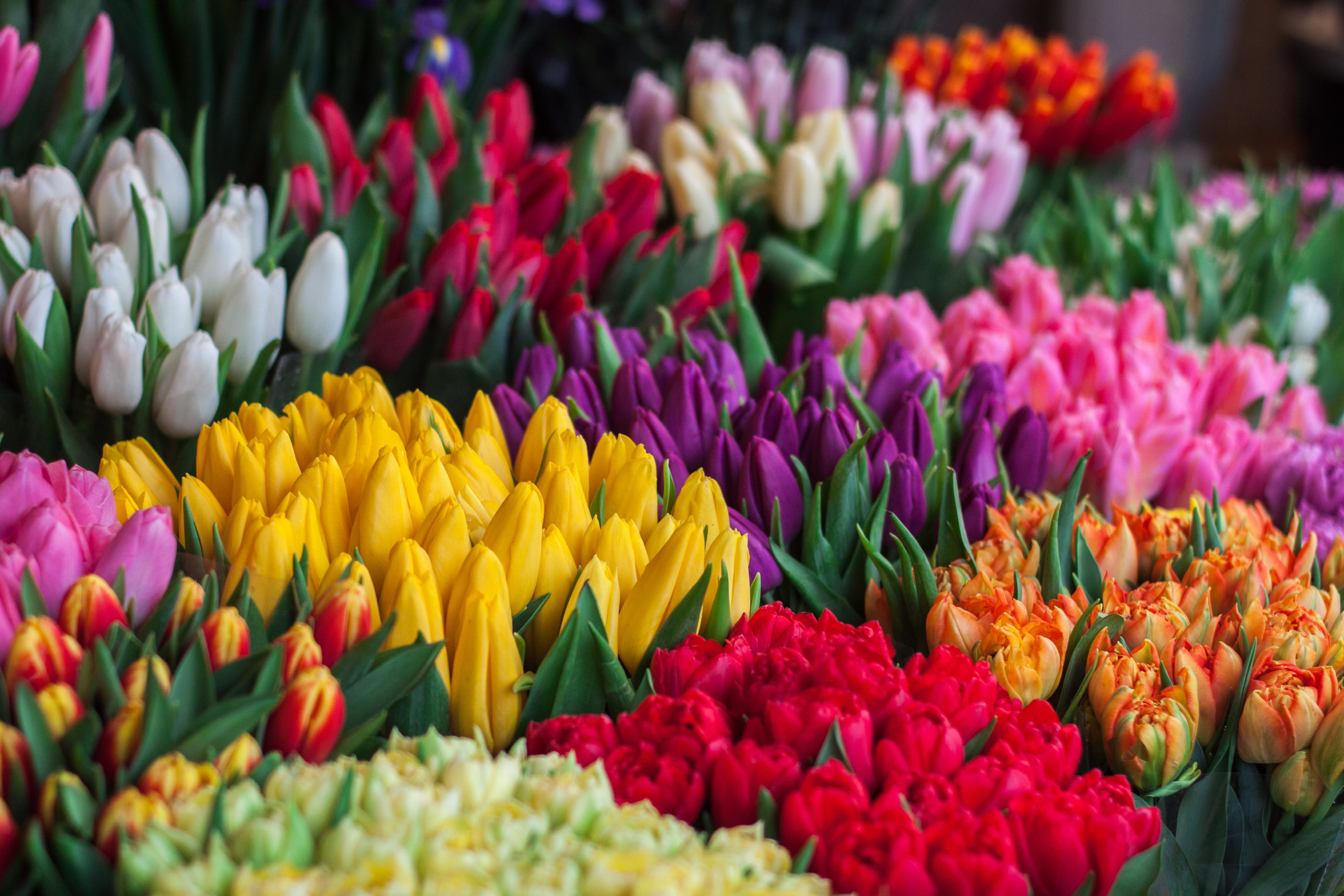 Colourful flower bouquets